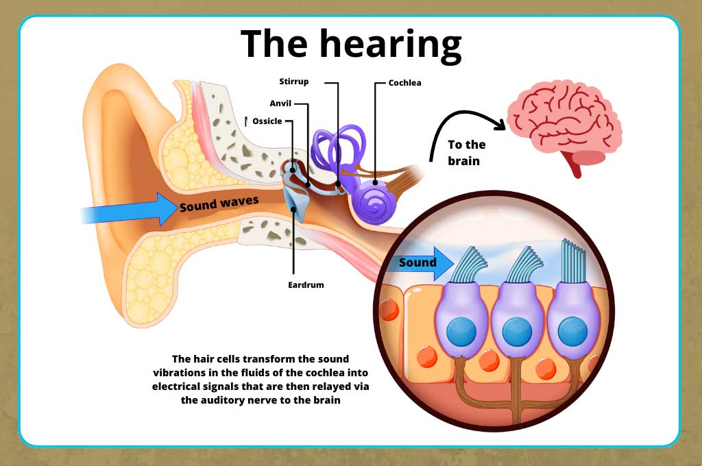 Protect your hearing from everyday noise